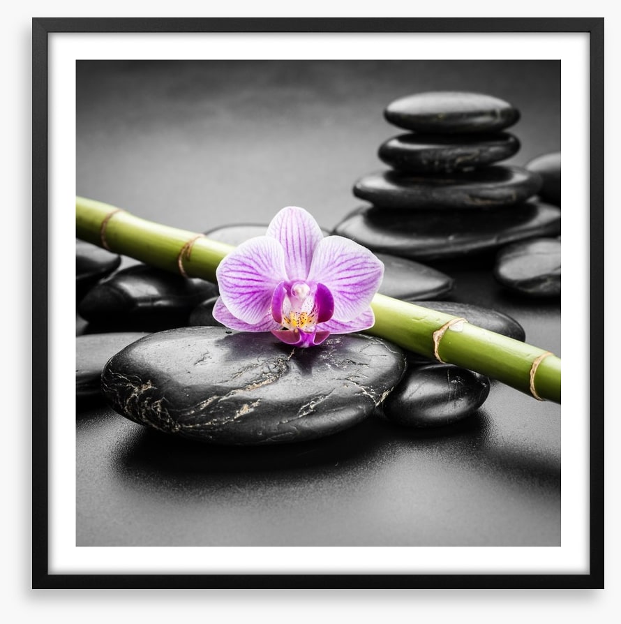 Orchid balance