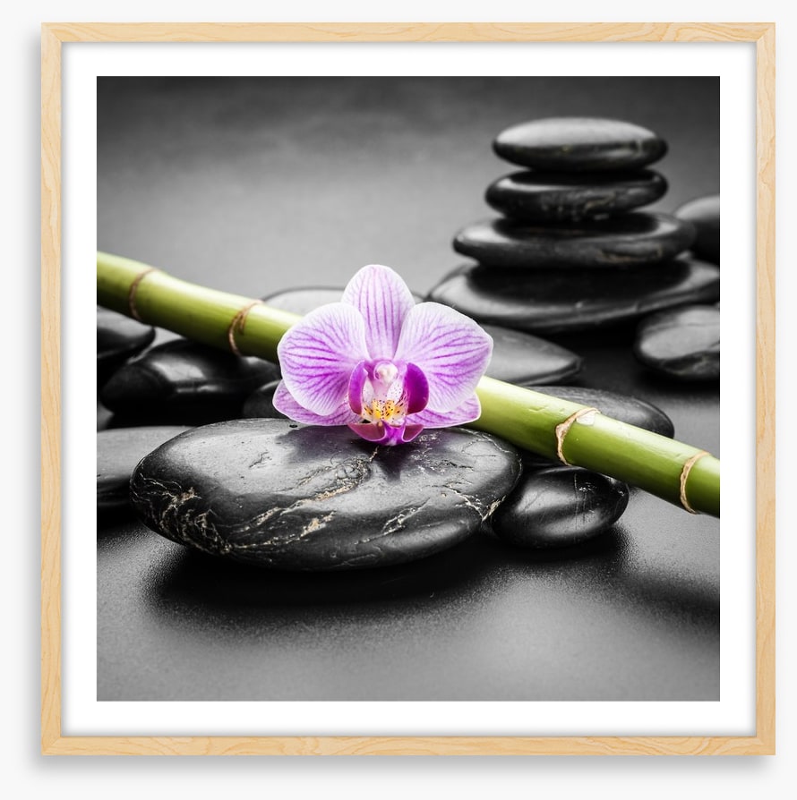Orchid balance