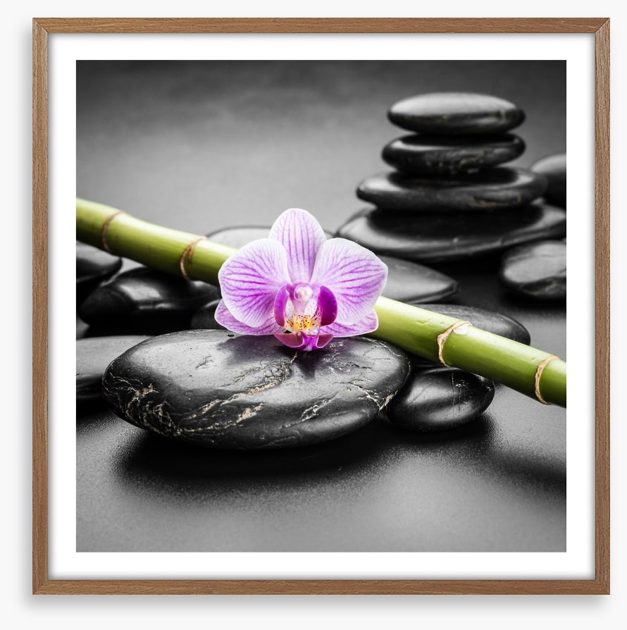 Orchid balance