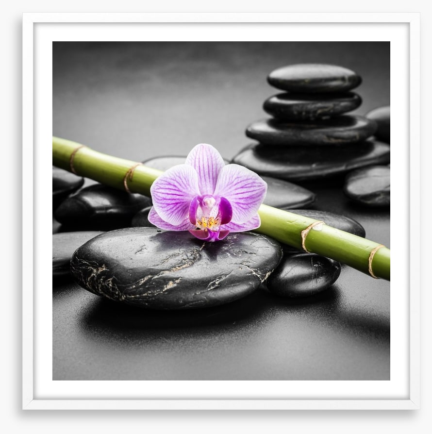Orchid balance