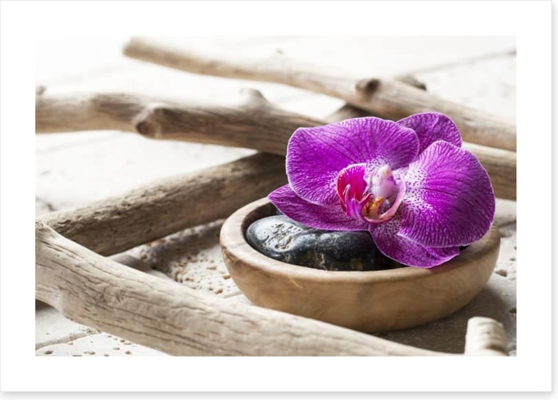 Driftwood orchid