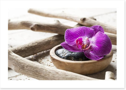 Driftwood orchid