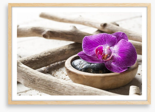 Driftwood orchid