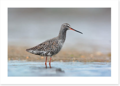 Spotted redshank
