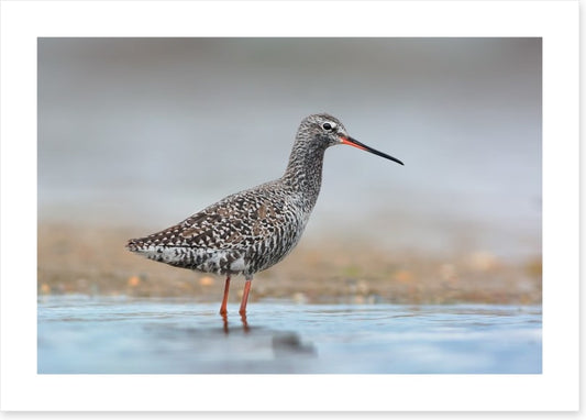 Spotted redshank
