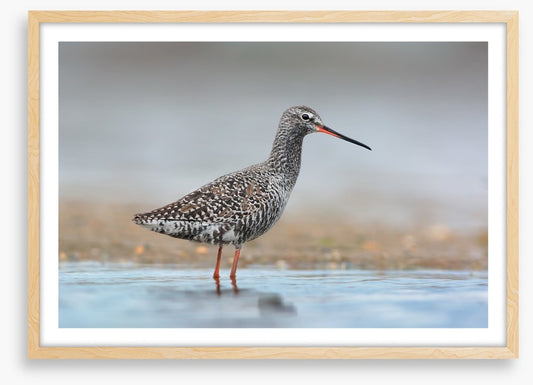 Spotted redshank