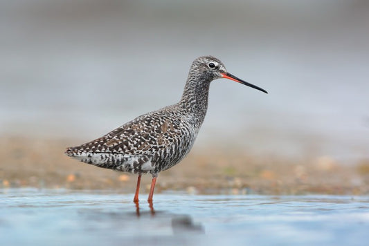 Spotted redshank