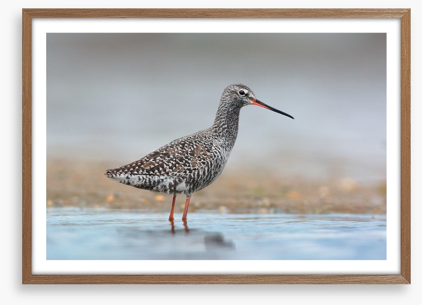Spotted redshank