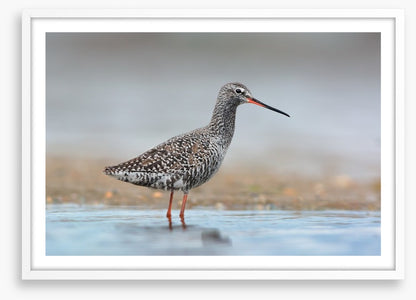 Spotted redshank