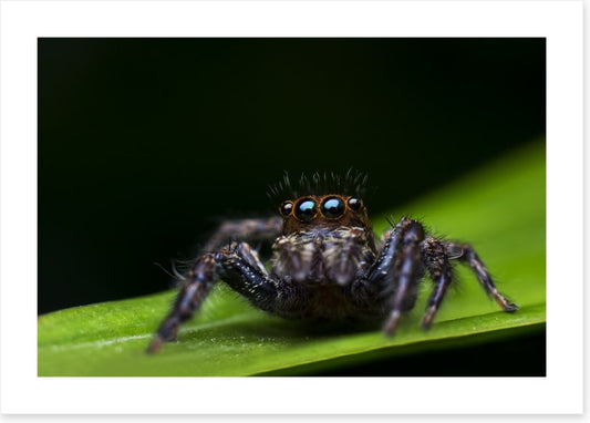 Insects
