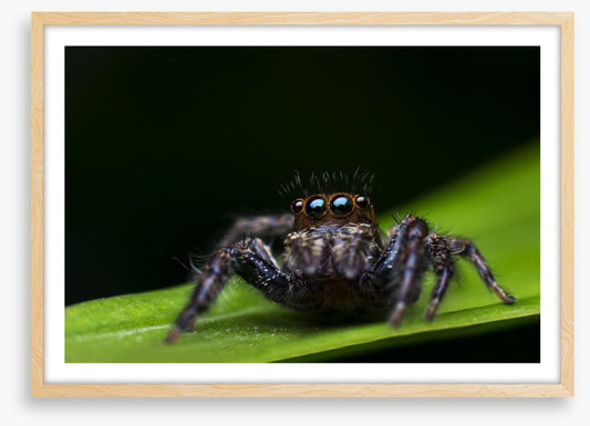 Insects