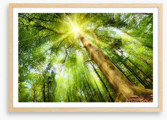 Beech for the sky