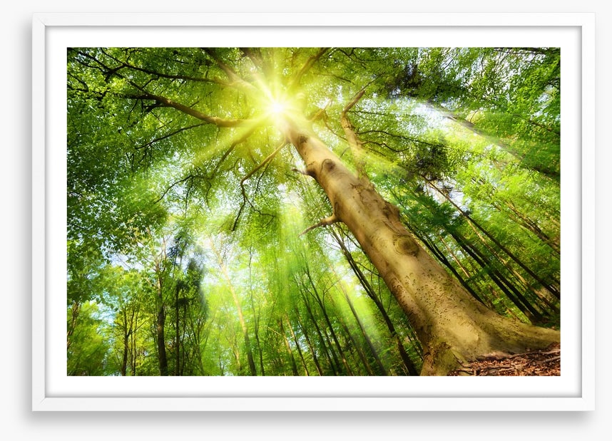 Beech for the sky