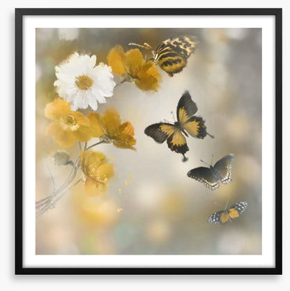 Butterflies