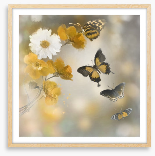Butterflies