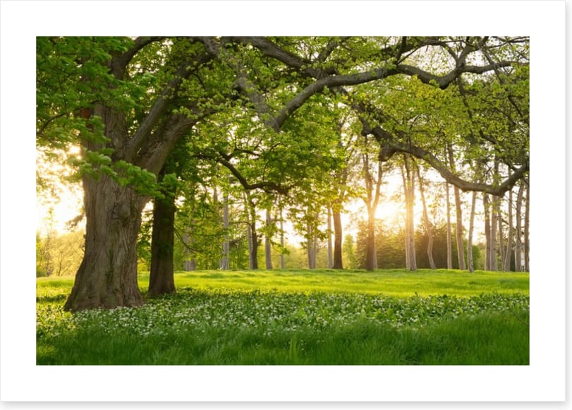 Old oak sunlight