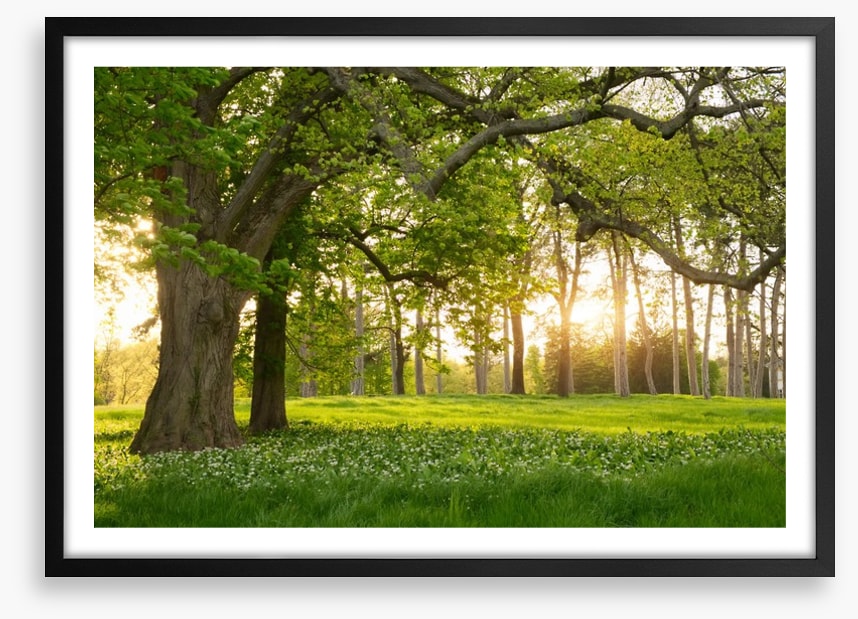 Old oak sunlight