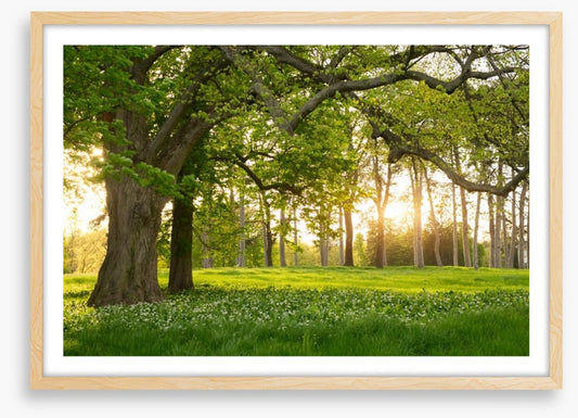 Old oak sunlight