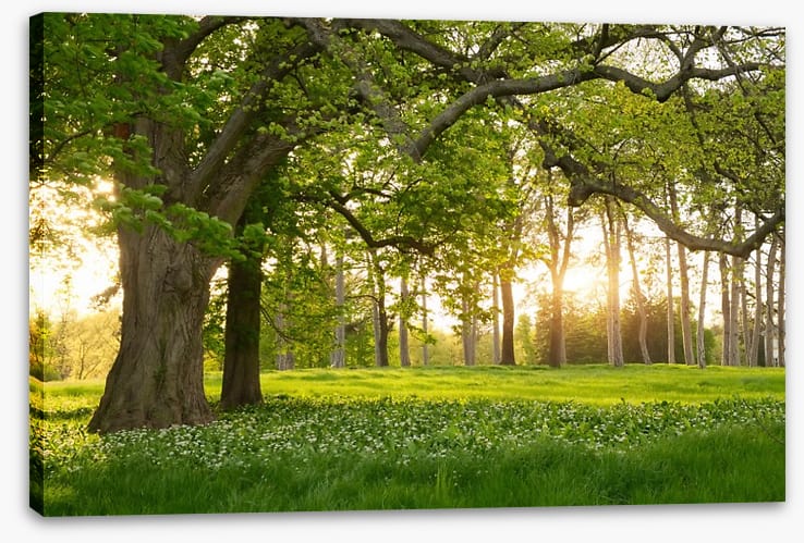 Old oak sunlight