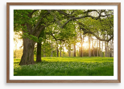 Old oak sunlight