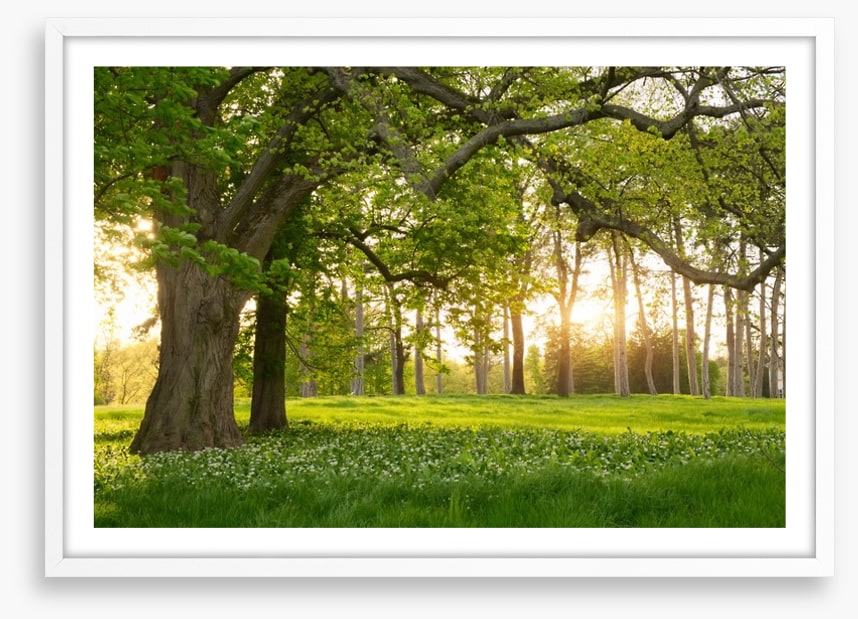 Old oak sunlight