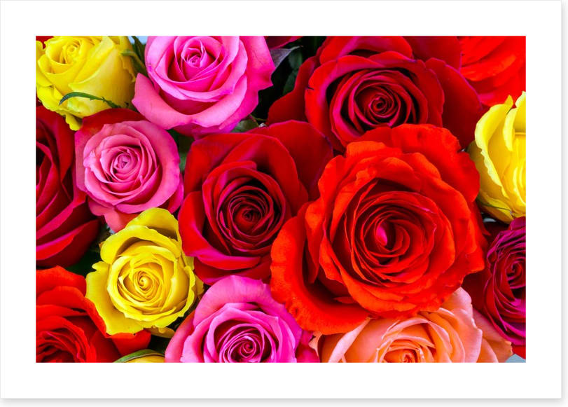 Beautiful bright roses