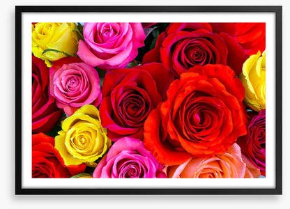Beautiful bright roses