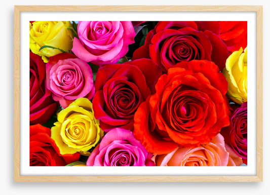 Beautiful bright roses