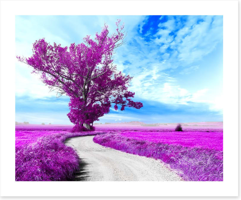 The dreamfields