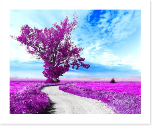 The dreamfields
