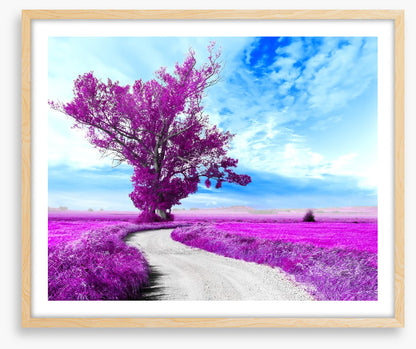 The dreamfields