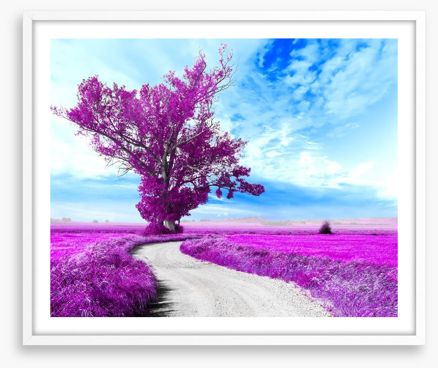 The dreamfields