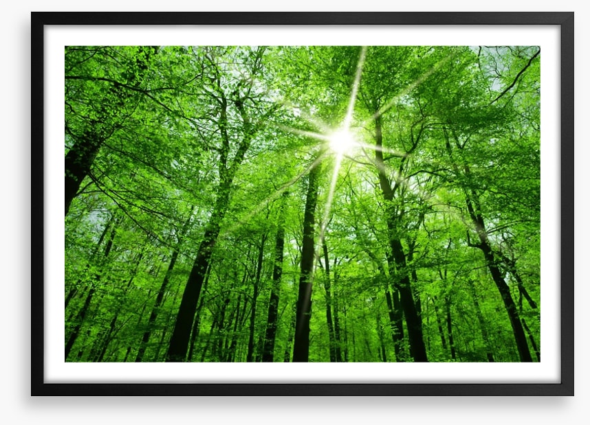 Spring forest sunburst