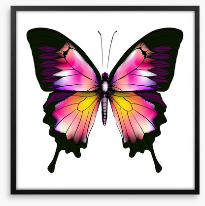 Butterflies
