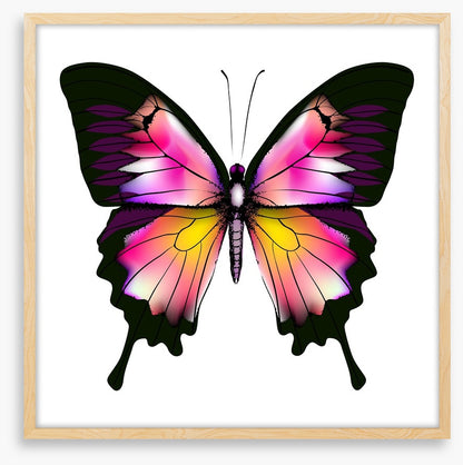 Butterflies