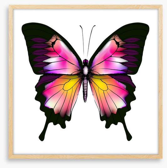Butterflies
