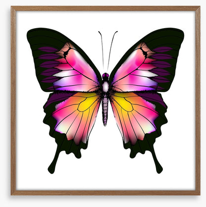 Butterflies