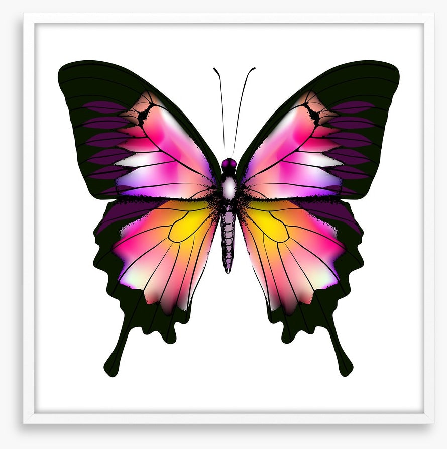 Butterflies