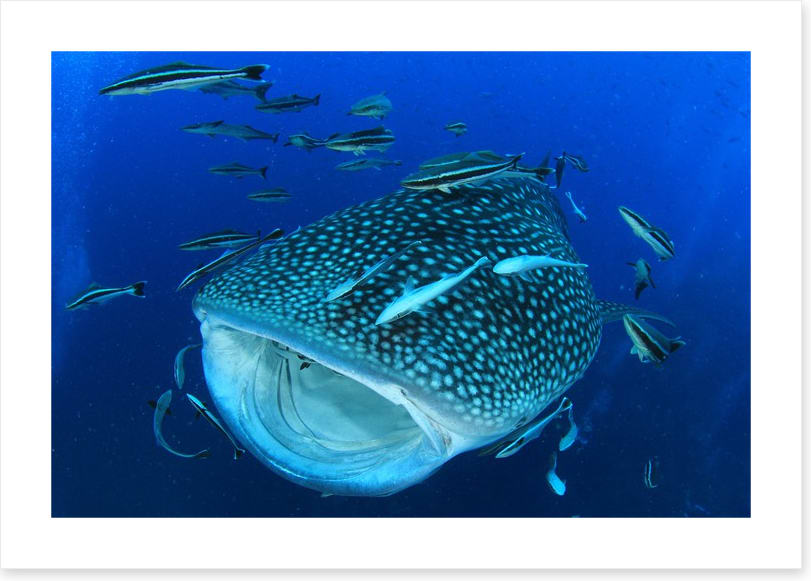 Whale of a shark