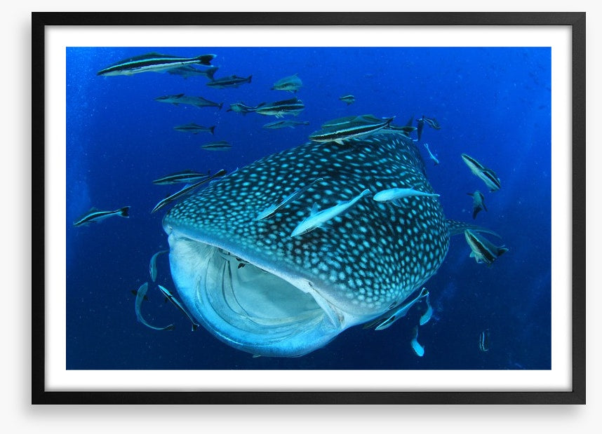 Whale of a shark