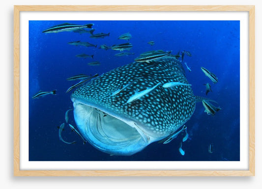 Whale of a shark