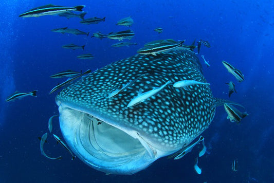 Whale of a shark