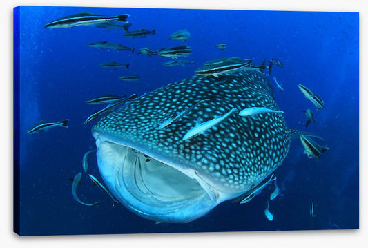 Whale of a shark