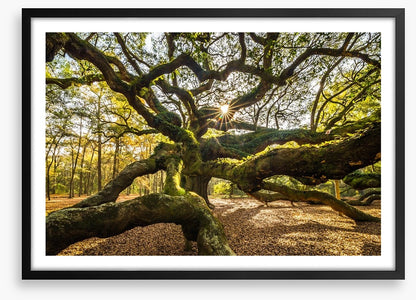Trees