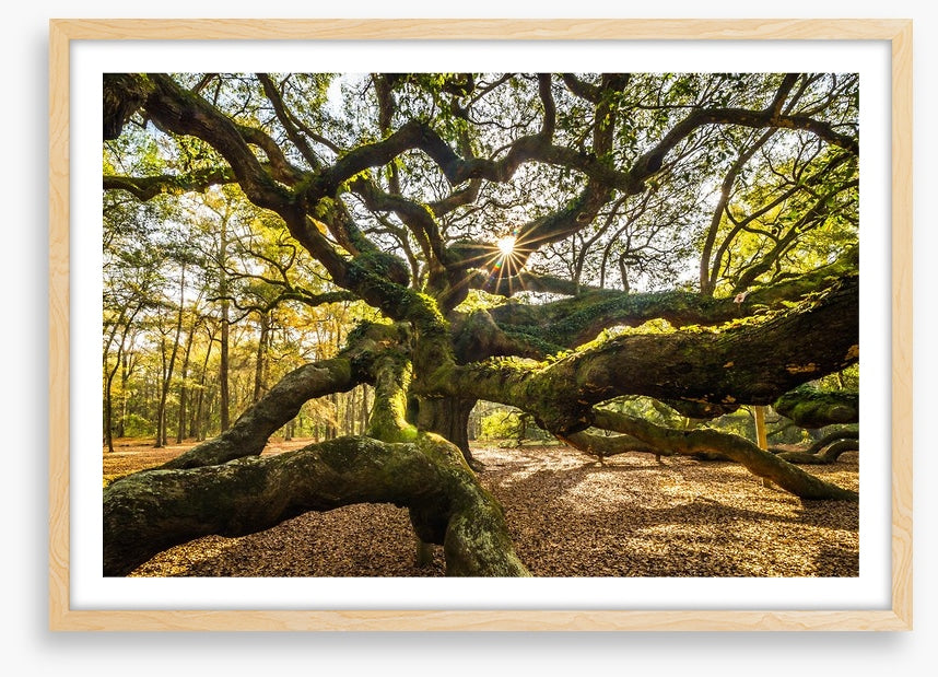 Trees