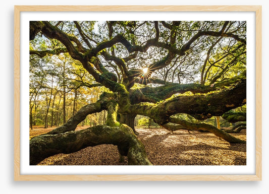 Trees