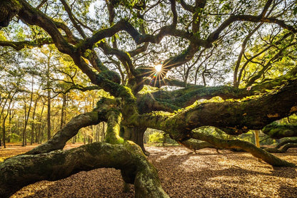Trees