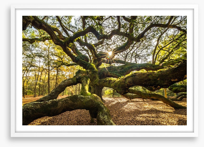 Trees