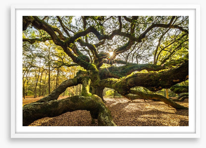 Trees