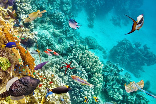World under water